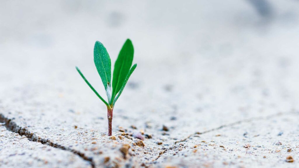 Building A Resilient Business During COVID-19 Hero