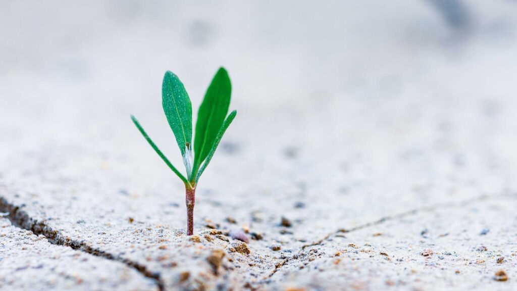 Building A Resilient Business During COVID-19